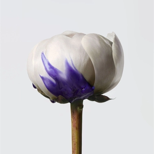 Yubi Blonde Shampooing Shampooing révélateur d'éclat, blonds décolorés ou méchés 