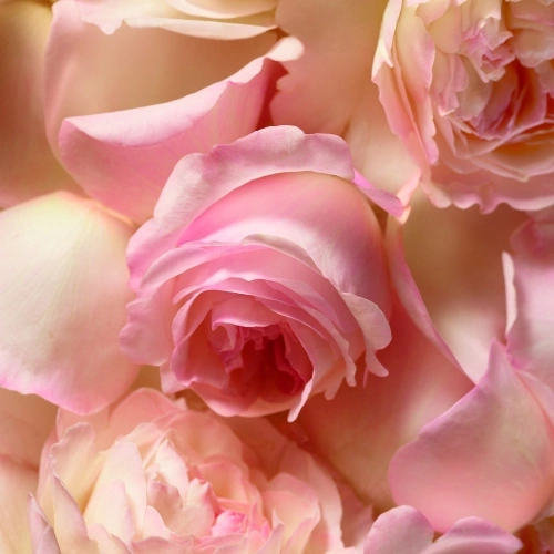 ROMANCE Eau de Parfum Spray 3360377002968.jpg