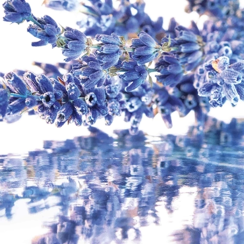 MON GUERLAIN Coffret Eau de Parfum 3346471000840_2.jpg