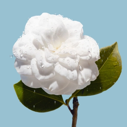 HYDRA BEAUTY Micro Gel Crème 3145891333602_7.jpg