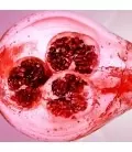 887167381742_ingredients