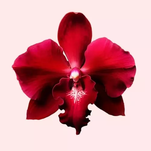 FLOWERBOMB RUBY ORCHID Eau de parfum 3614273622639_4.jpg